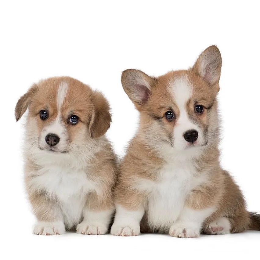 Питомник «Кэнди Свит»