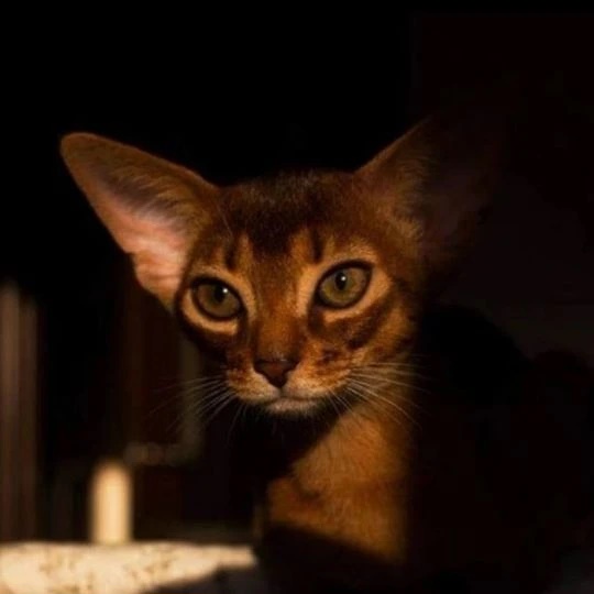 Абиссинские кошки Москва