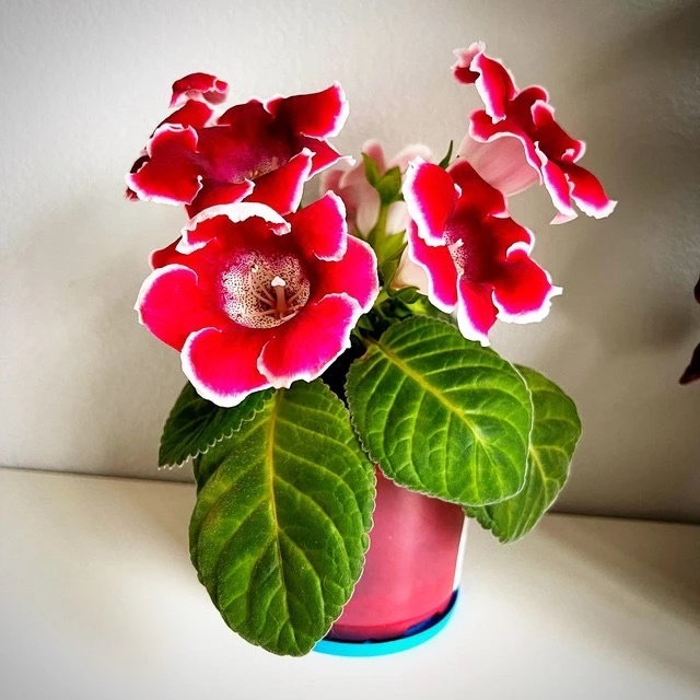 Комнатные цветы и растения🪴