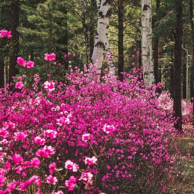 Забайкалье в фотографиях