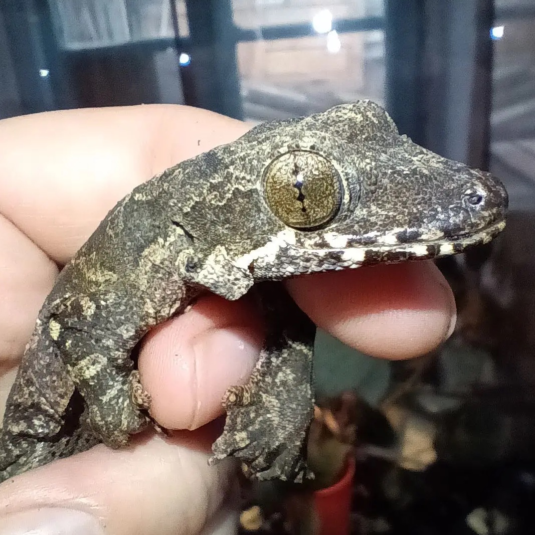 Герпетолог Ставрополь