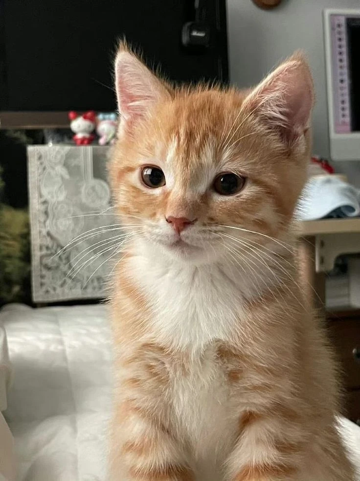 Милые Хвостики