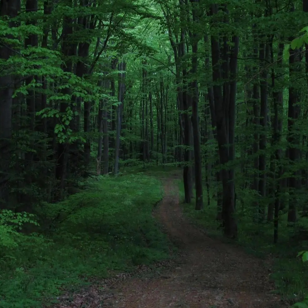 Управление благоустройства и лесного хозяйства города Ростова-на-Дону