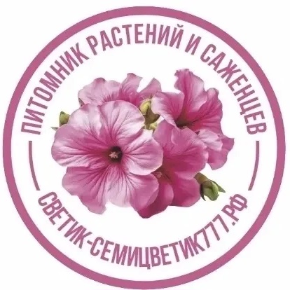 Петуния Воскресенск