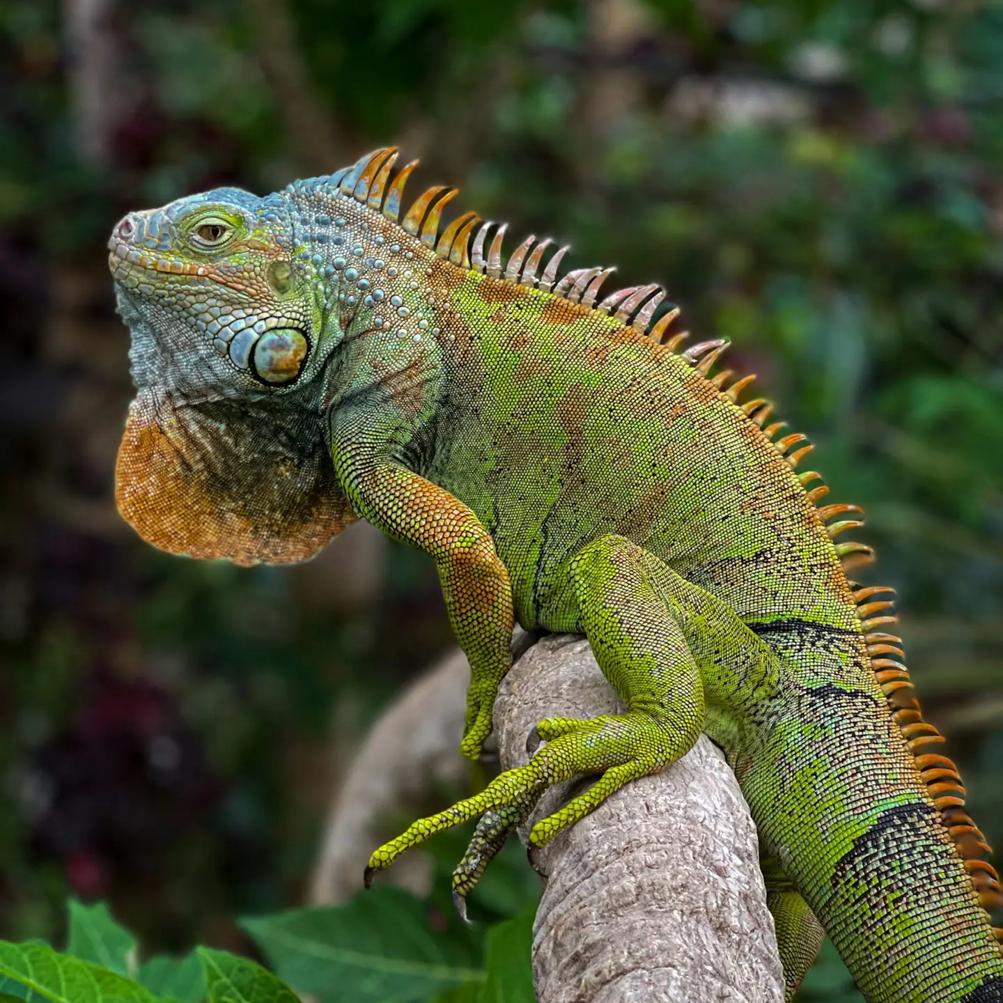 Саратовский Лимонарий