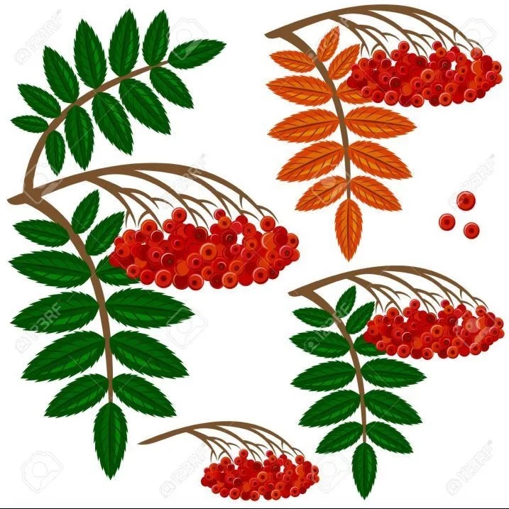 МБДОУ ДЕТСКИЙ САД 28 "РЯБИНКА" СЕЛА ЧЕХОВ