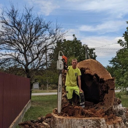 Drevanet - спил деревьев в Краснодарском крае