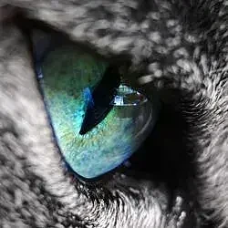 Истории о животных