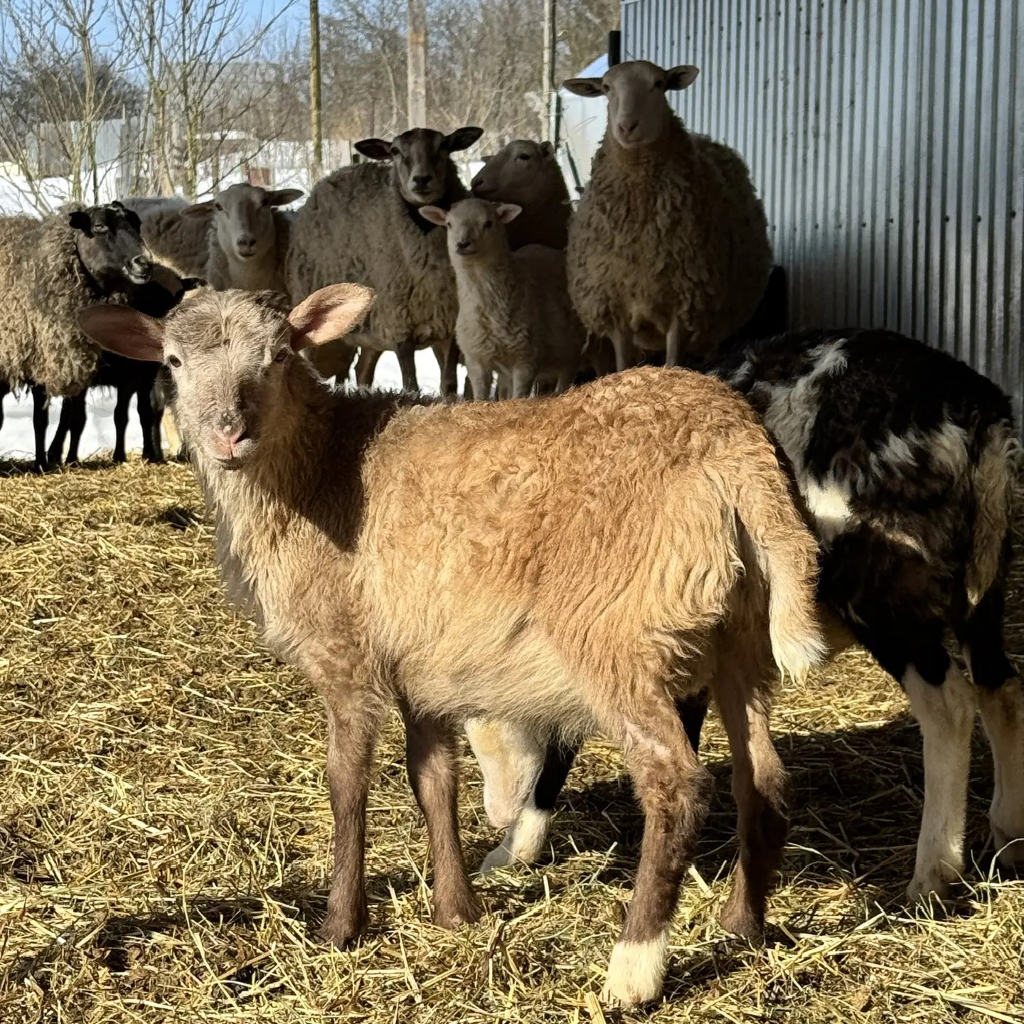 ОК ФЕРМА 🐣🦆🪿🦉🐗🐏🐑🐓🦃🐇