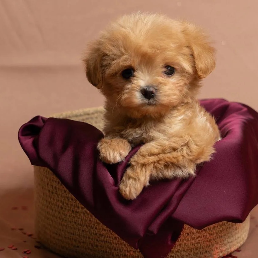 Щенки Мальтипу мини от кинолога Павла Полижаевского