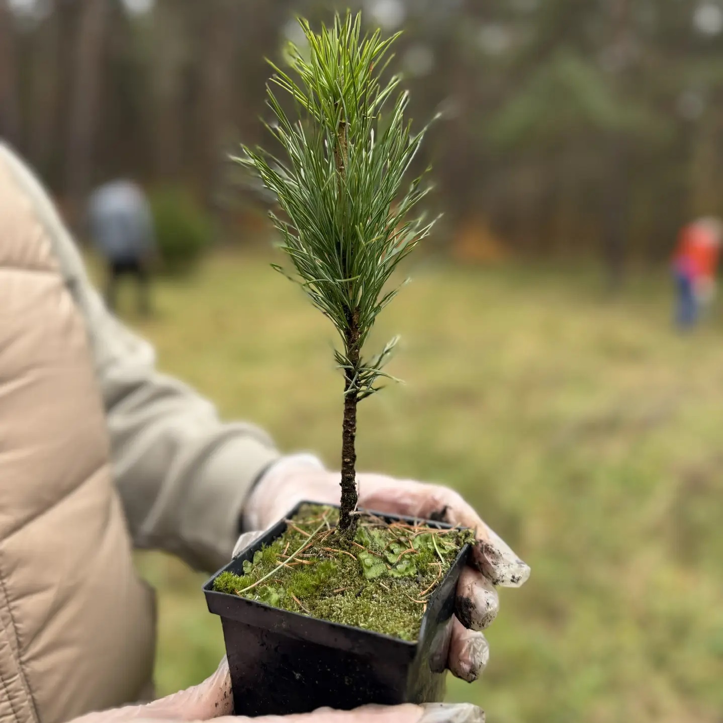 Главное управление лесами Челябинской области
