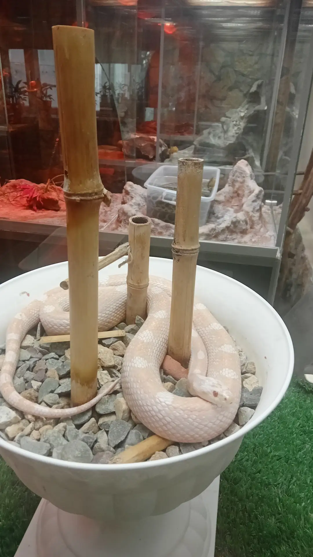 "Зооэкзотариум" г. Ставрополь