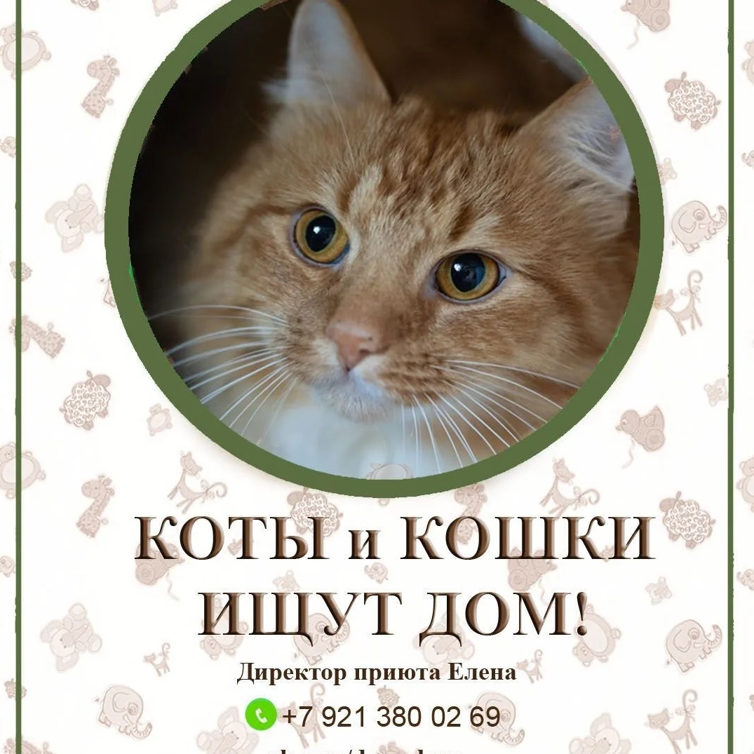 Приют "Островок" СПб