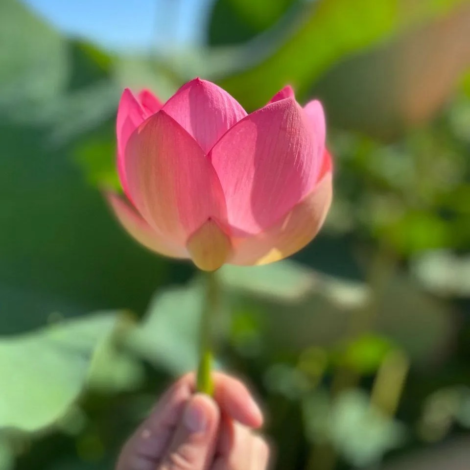 ЦСРИДИ Петродворцового района Санкт-Петербурга