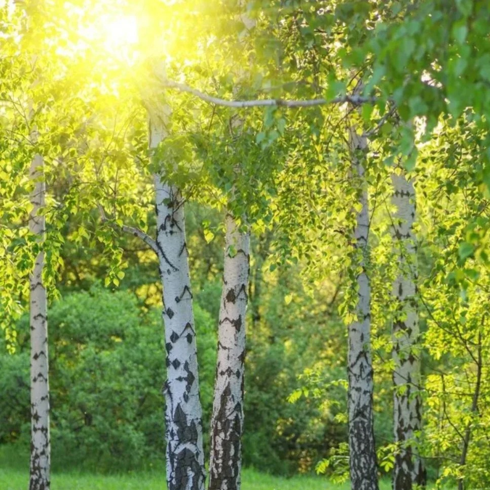 ГКДОУ Детский сад № 3 БЕРЕЗКА