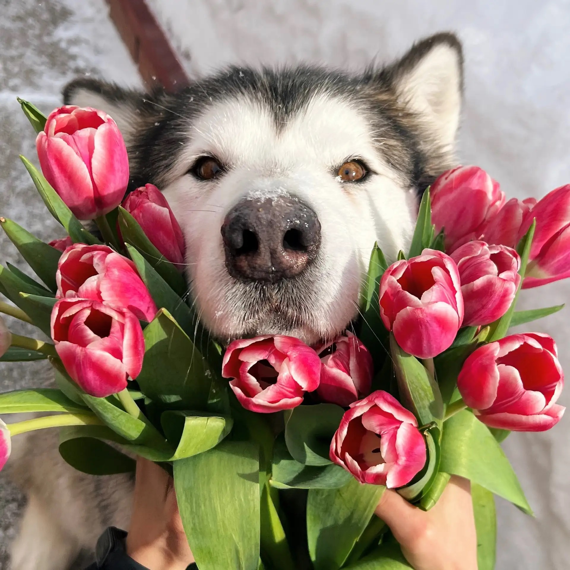 Маламутка Криспи