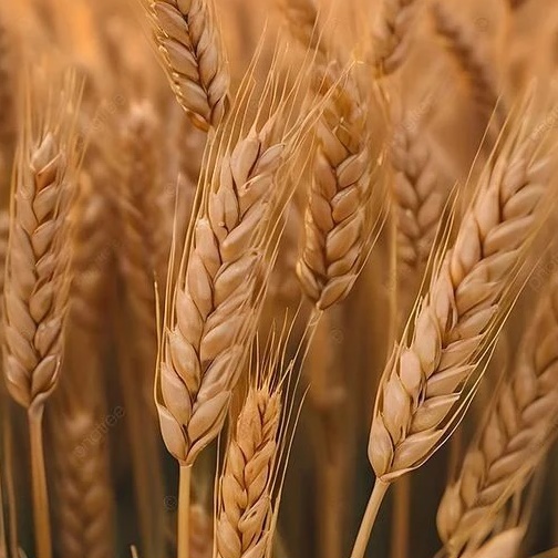 УСХиП МСХиП РТ в Лениногорском МР РТ