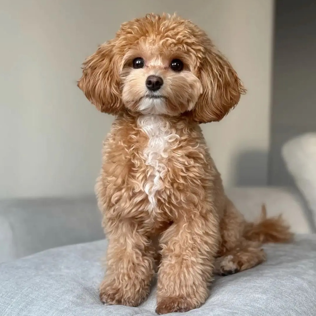 Мальтипу Тедди пудель Британские котята