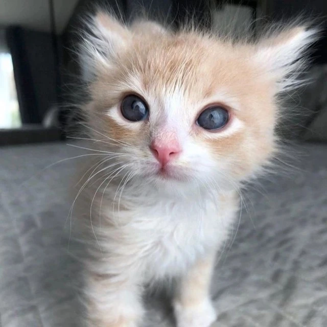 маленькие котямбусы Пушистики Классные Смешные Видео Фото Котята Кошки cats video