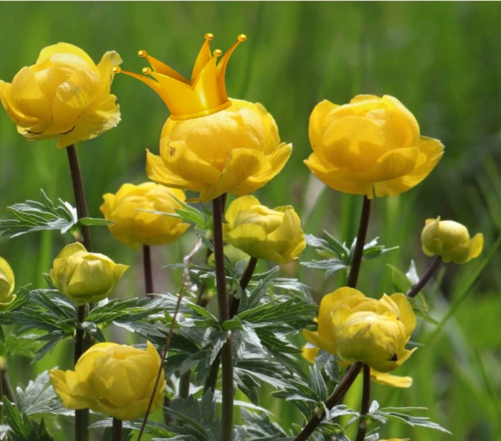 Звезды, звездочки и звездульки