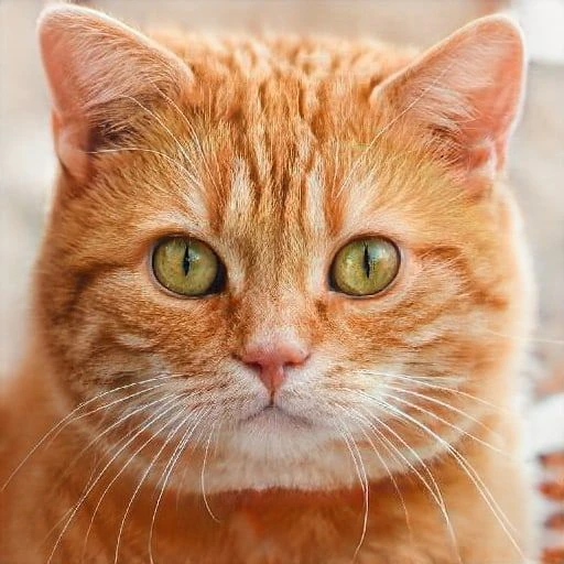 Кошки Львовича