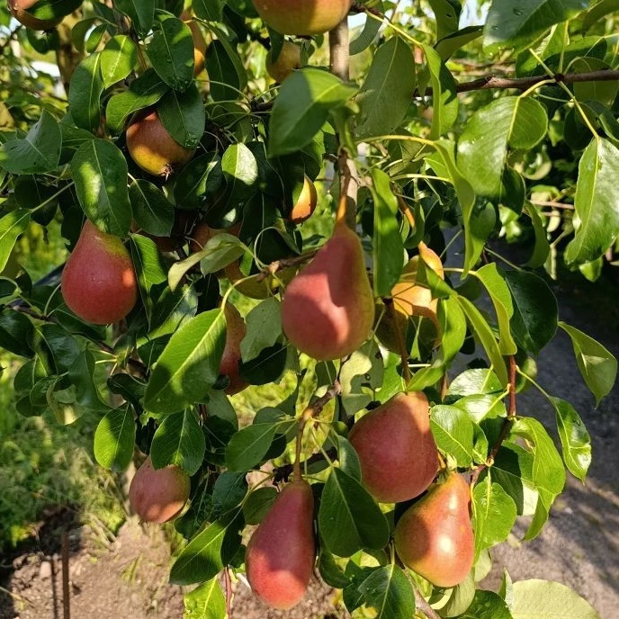 Мир Зелени