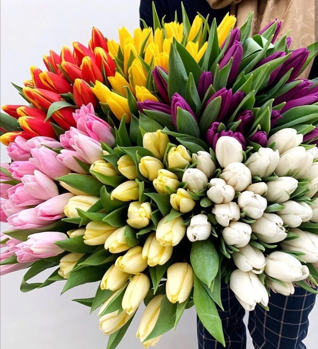 Тюльпаны Воронежского края 2026