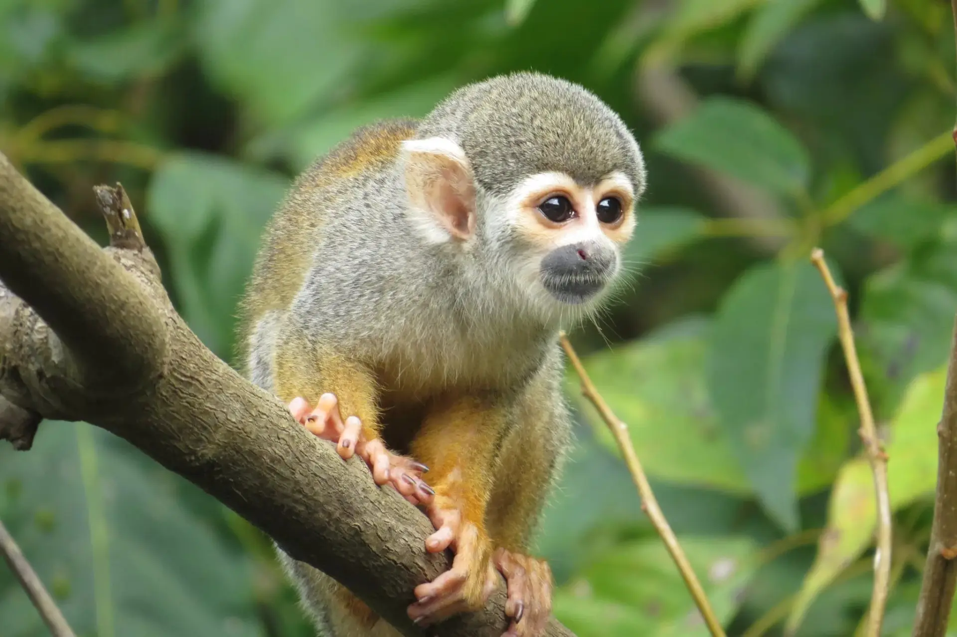 Обезьянки, мармозетки, игрунки, тамарины приматы