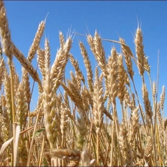 УСХиП МСХиП РТ в Тюлячинском муниципальном районе РТ