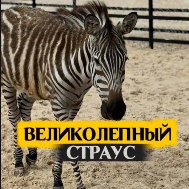 КФХ Великолепный страус & КАФЕ