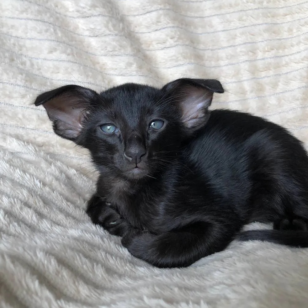 Ориентальные котята | Питомник ориентальных кошек