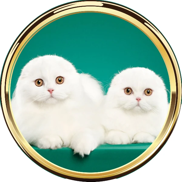 Смешные коты, кошки и котята