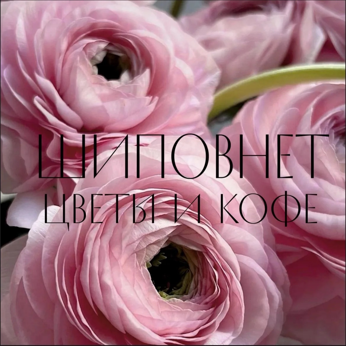 ШИПОВНЕТ «Цветы и кофе» Краснодар