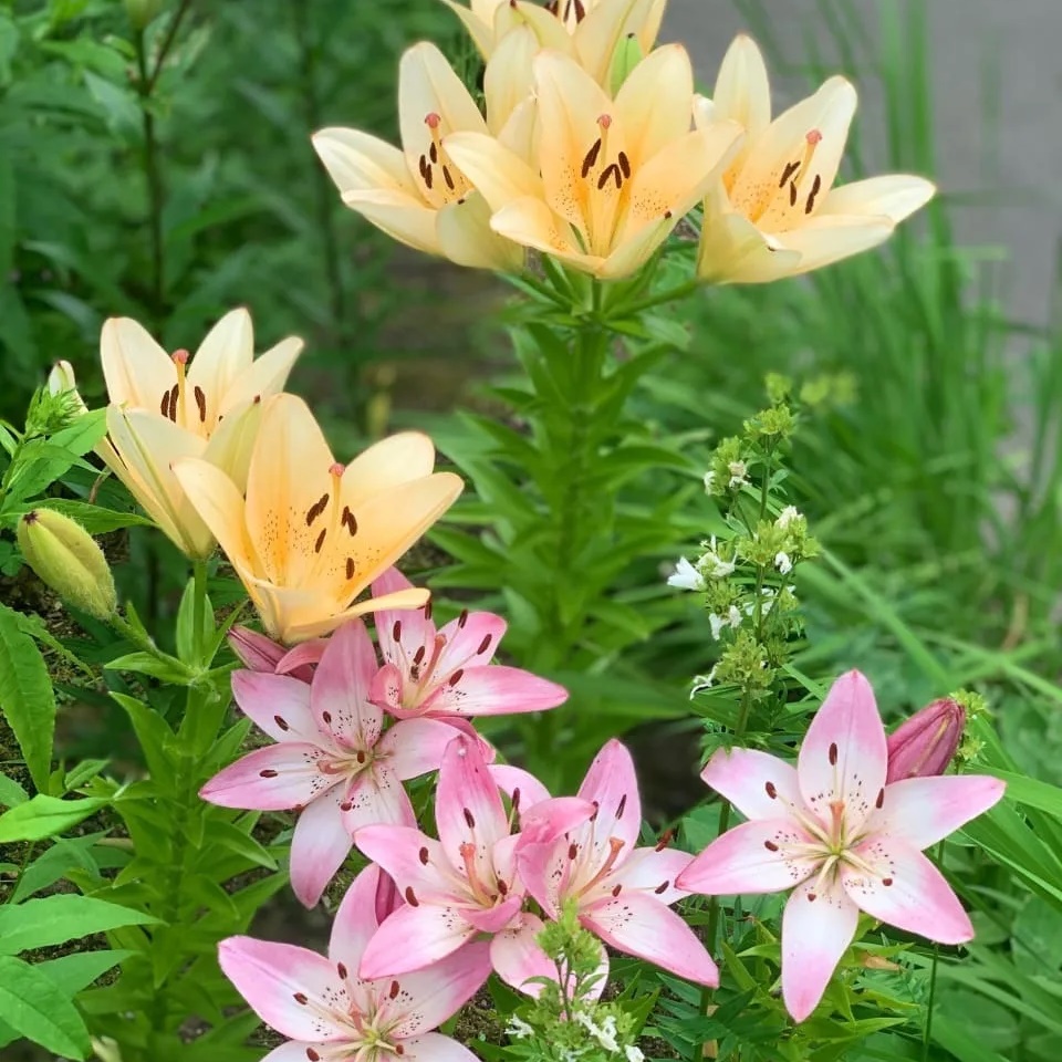 ГБДОУ детский сад № 20 Курортного района СПб