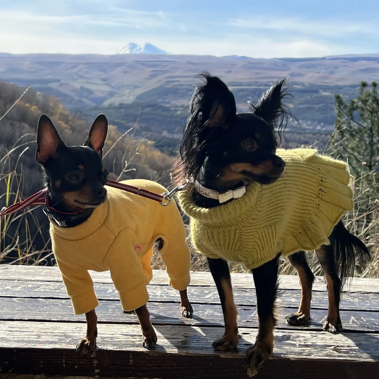 « Шах и Мат» жизнь русского тоя !