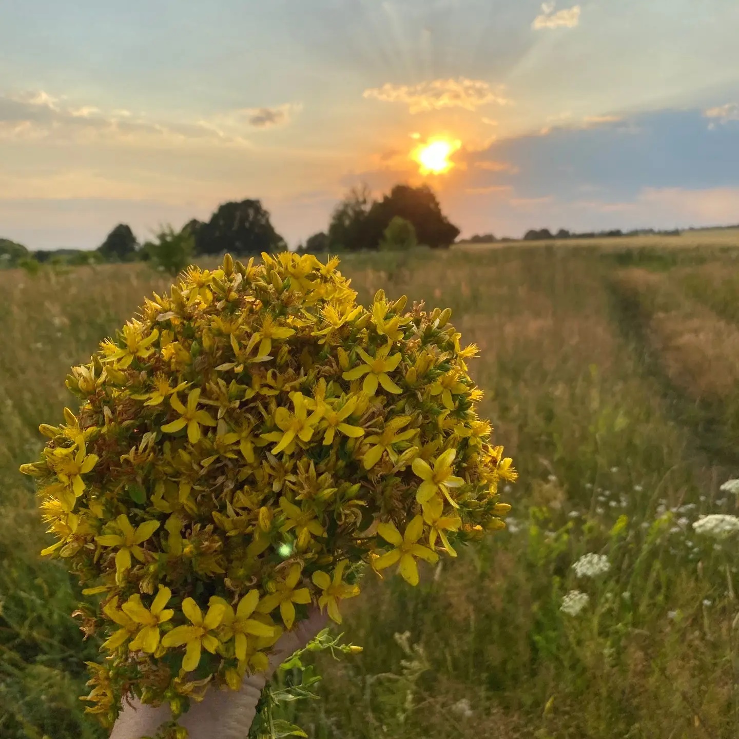 Целебные травы и чаи, сыродавленное масло, натуральная косметика ручной работы 🌿
