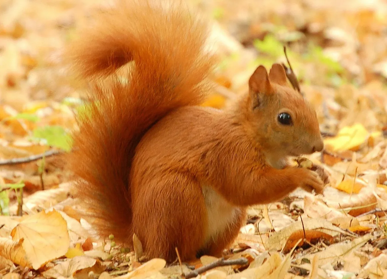 МДОУ "Детский сад комбинированного вида № 186 "Белочка" Фрунзенского района г. Саратова