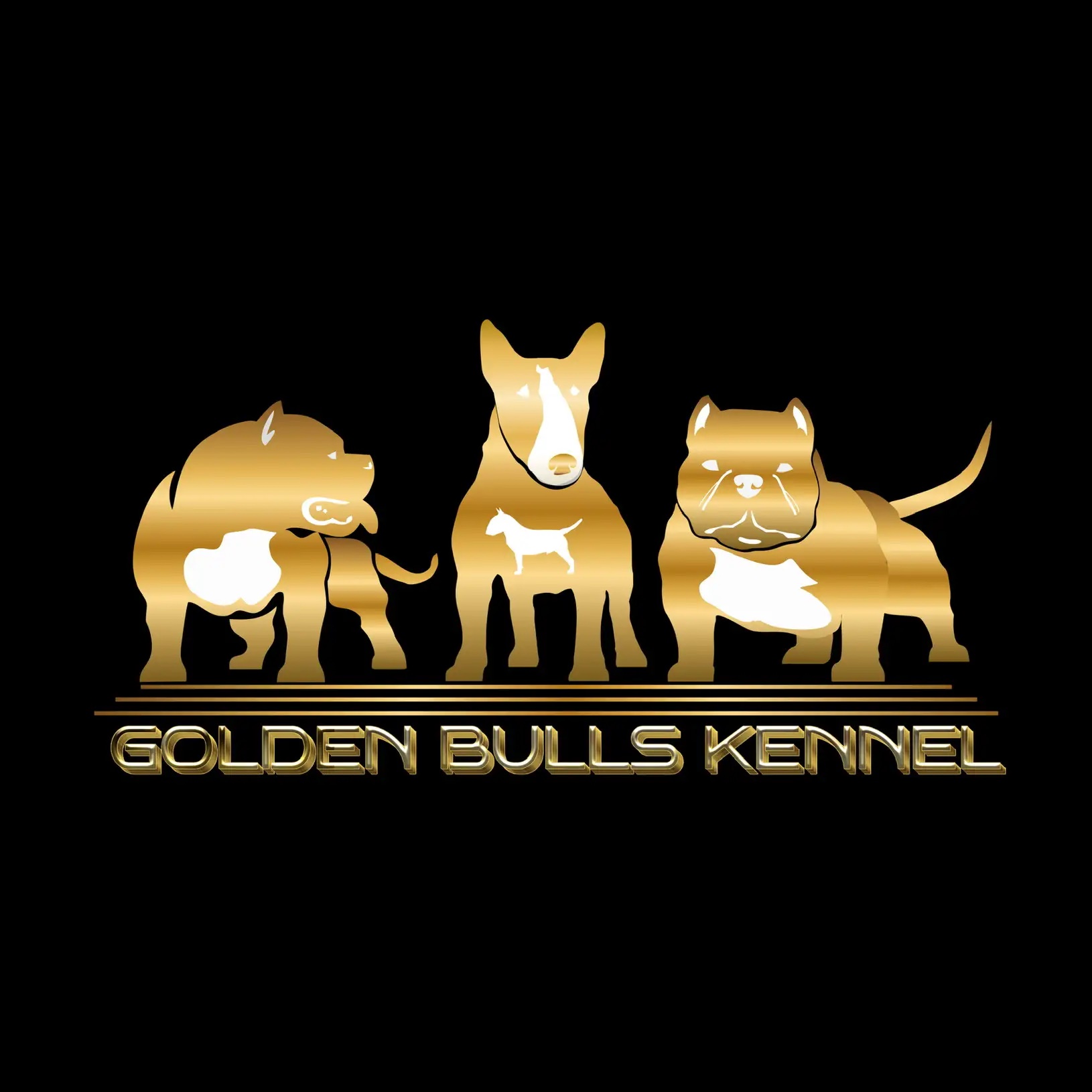 ⚜️Golden Bulls Kennel⚜️ Американский Булли, Миниатюрный Бультерьр