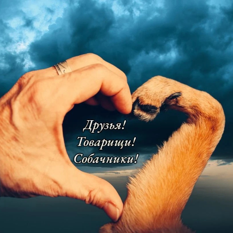 Друзья! Товарищи! Собачники!