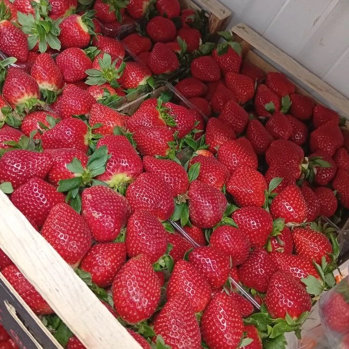 Клубника🍓 ТуТ Смоленск