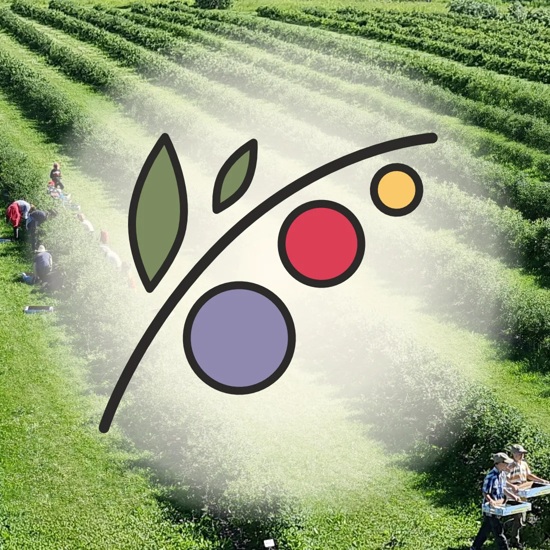 Эко-ферма "Шуйские ягоды"