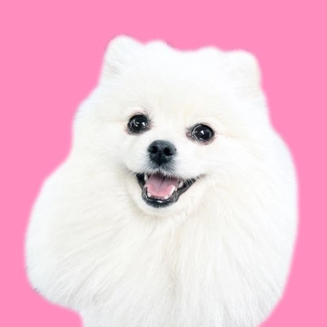 Шпиц Касси 🎀