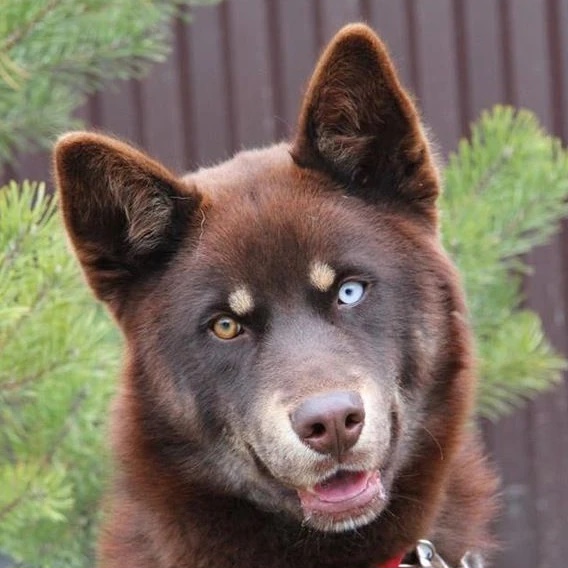 Банда Дворян (г. Москва)