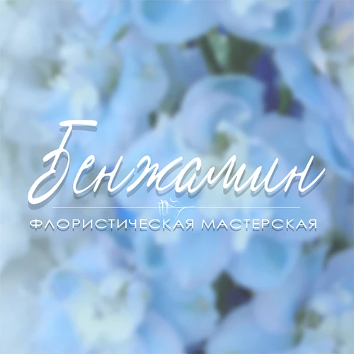 Бенжамин  Цветы Краснодар