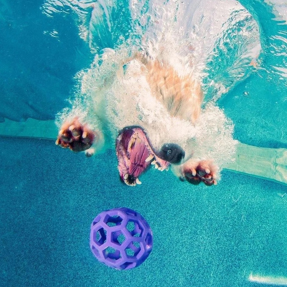 Домашние питомцы