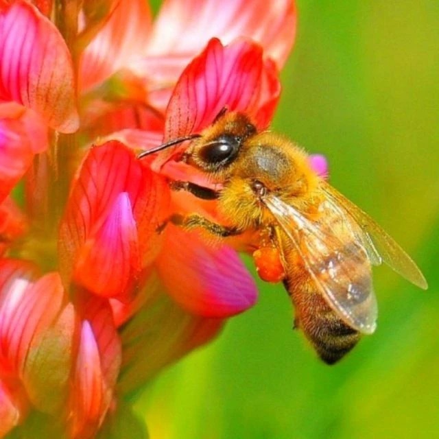 Мёд натуральный из Киргизии ☀️🐝