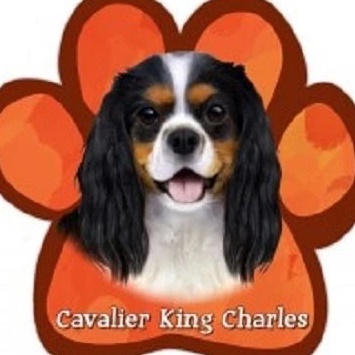 Кавалер Кинг Чарльз Спаниель щенки