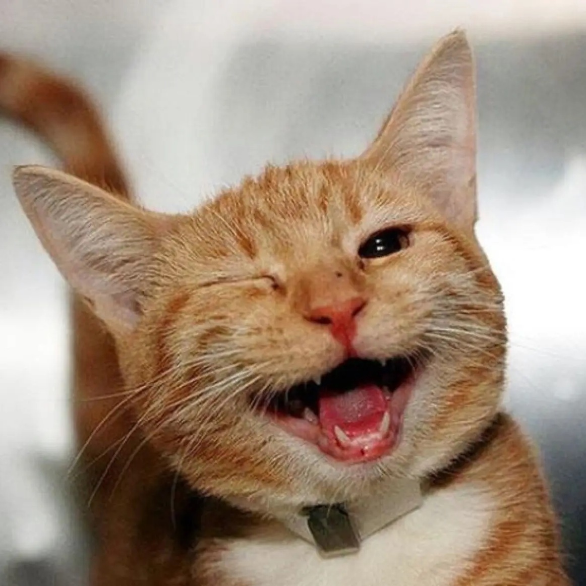 Смешные видео