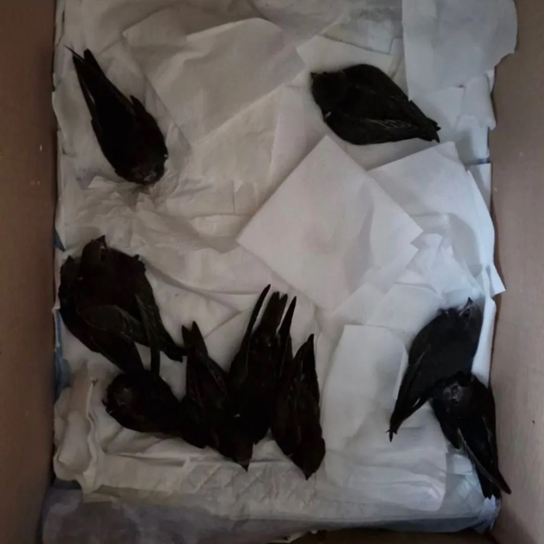 LE MAMANЪ чистый белок-мамина забота