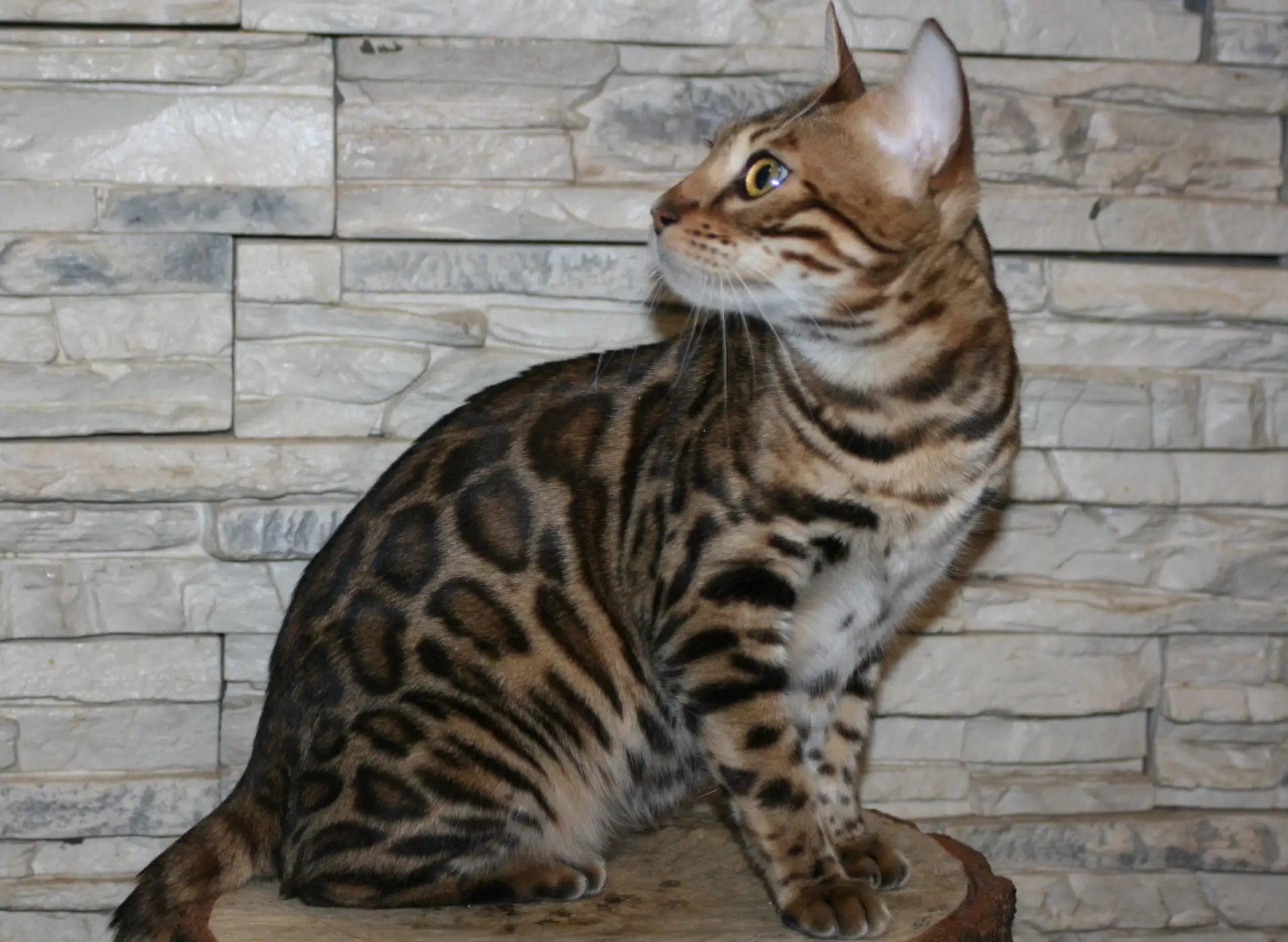 Питомник бенгальских кошек OleMarT